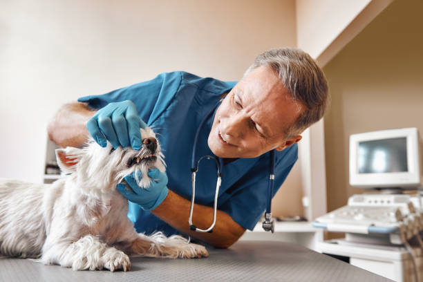 Best Emergency Dental Care for Trauma or Injury in Franklin, KY